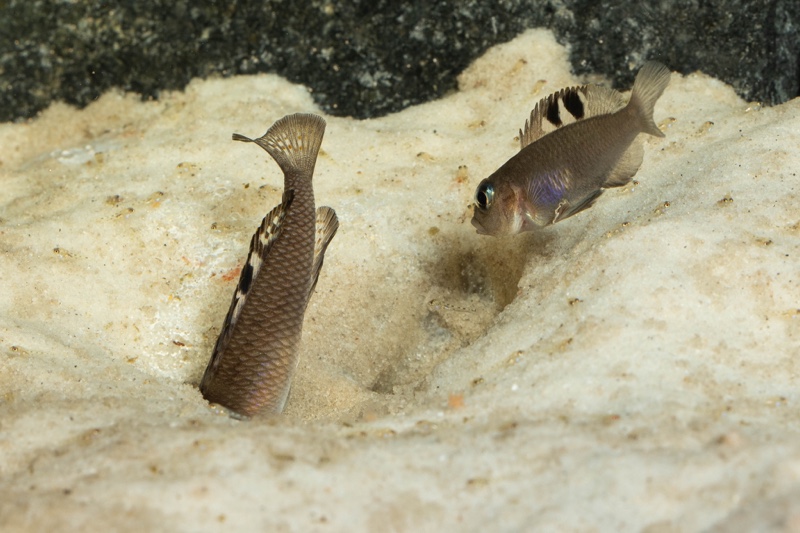 Lamprologus kungweensis 'Burton Bay'